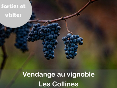 VENDANGE au vignoble "Les Collines"