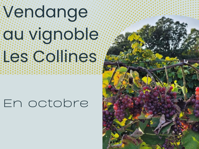 VENDANGE au vignoble "Les Collines"